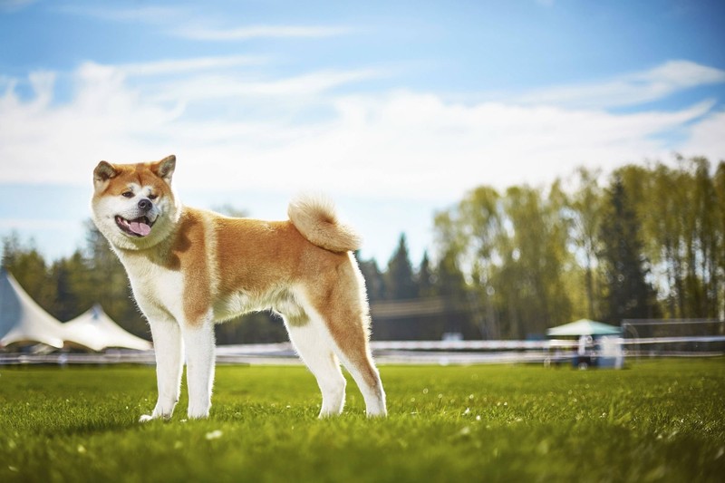 Der Akita ist eher ein Beobachter.