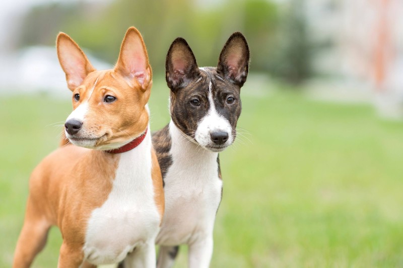 Der Basenji ist ein stiller Hund.