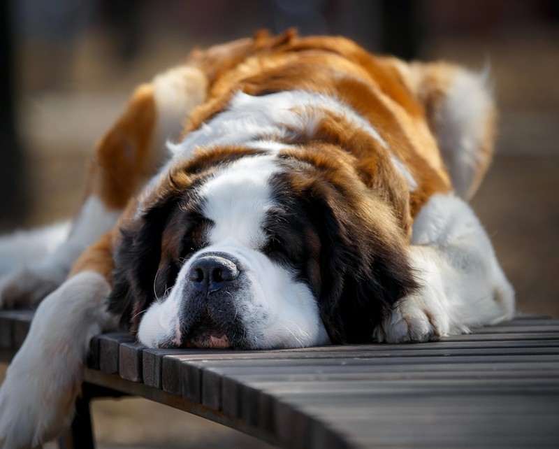 Der Bernhardiner bellt kaum und ist eher ein gelassener Hund.