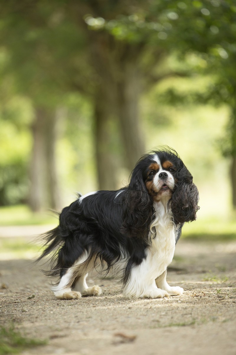 Der Cavalier King Charles Spaniel gehört zu den Hunden, die nie ohne Grund bellen.