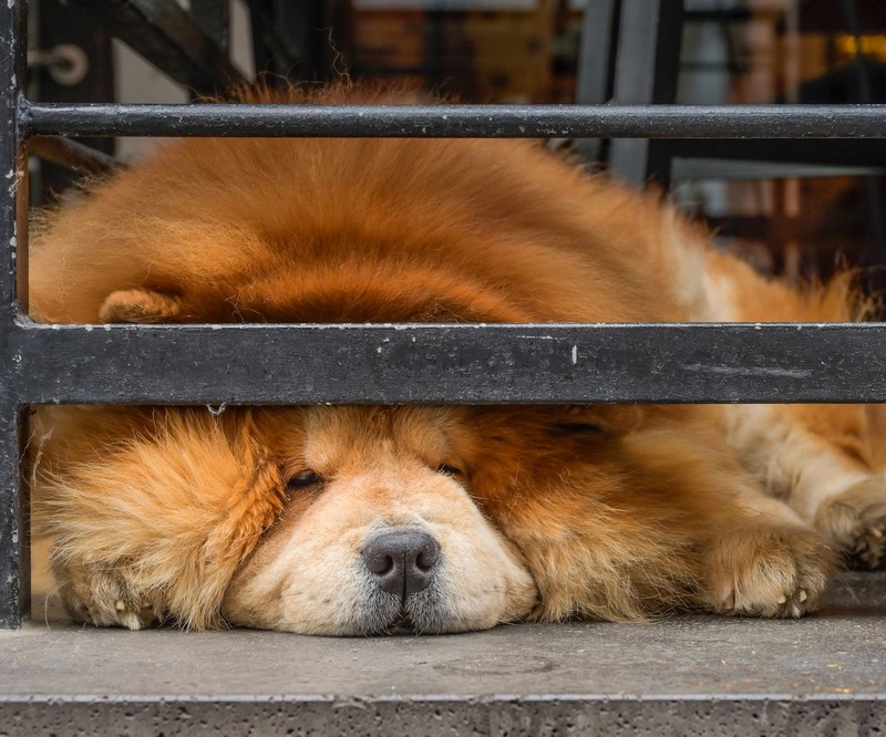 Der Chow-Chow ist eine der ältesten Hunderassen der Welt und bellt kaum.