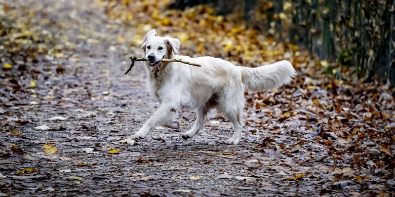 Der Golden Retriever liebt es, zu kuscheln.