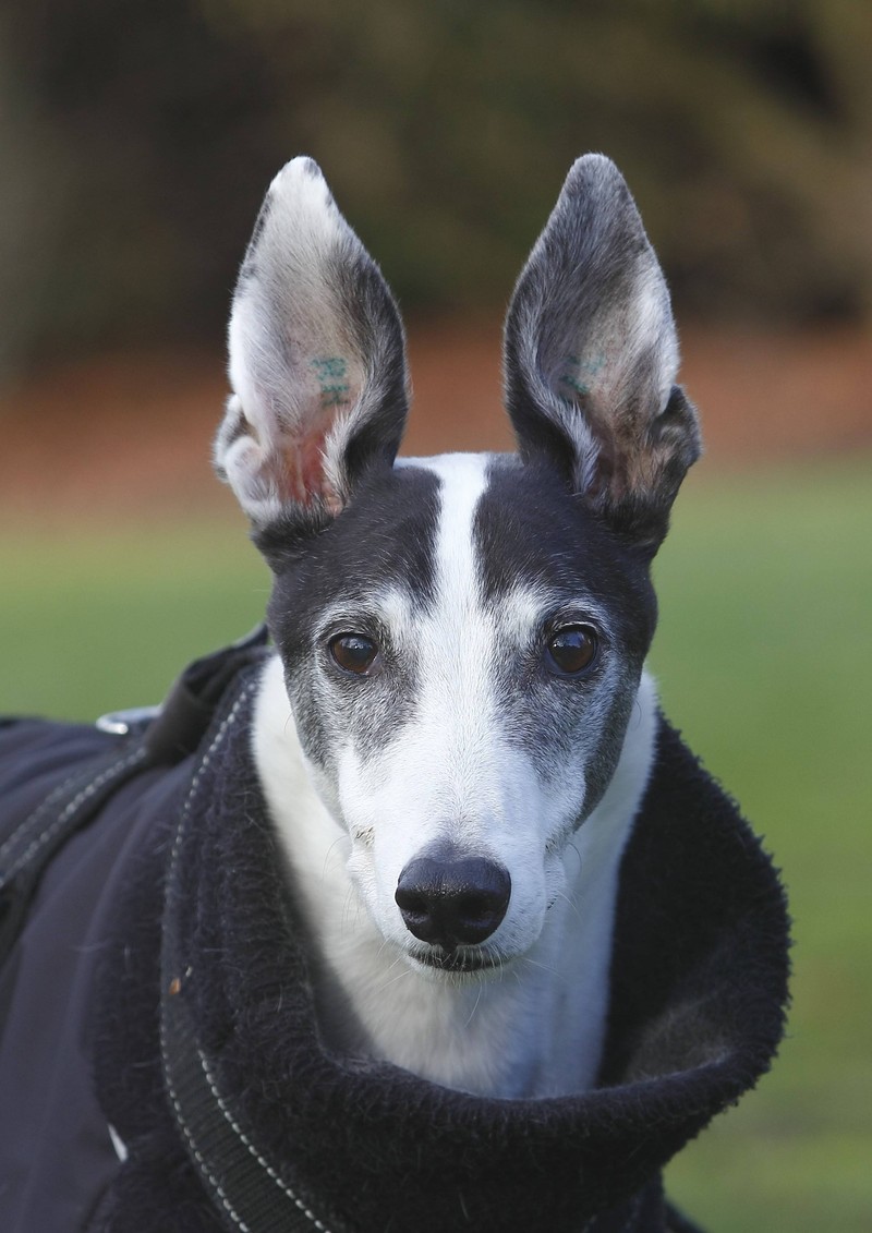 Der Greyhound ist als Rennhund weltbekannt.