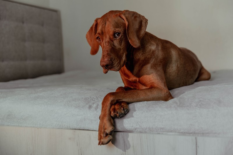 Der Rhodesian Ridgeback stammt ursprünglich aus dem südlichen Afrika. Bellen tut er kaum.