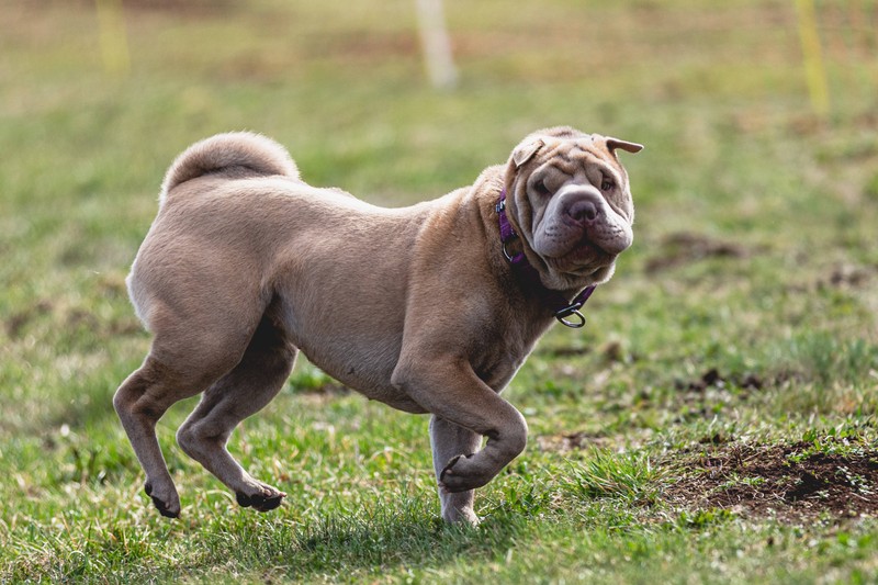 Der Shar-Pei ist vor allem für seine markanten Hautfalten bekannt und weil er selten bellt.