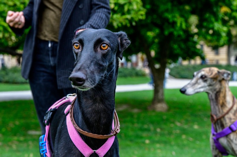 Der Whippet liebt es zu sprinten. Bellen tut er selten.