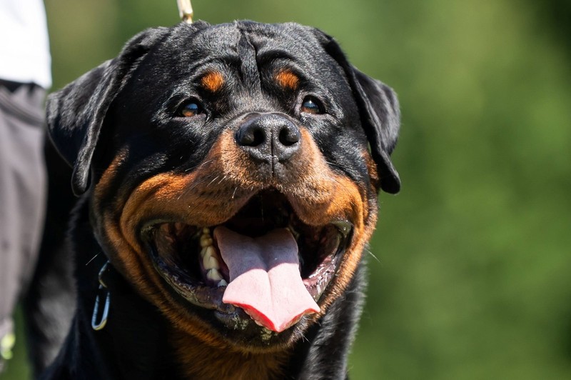Die richtige Erziehung ist beim Rottweiler entscheidend.