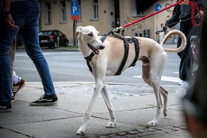 Dieser Riese bellt ebenfalls nicht viel.