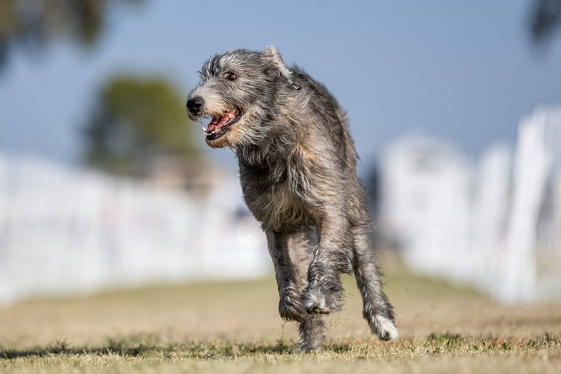 Einst wurde der Irish Wolfhound in Irland zur Wolfsjagd eingesetzt.