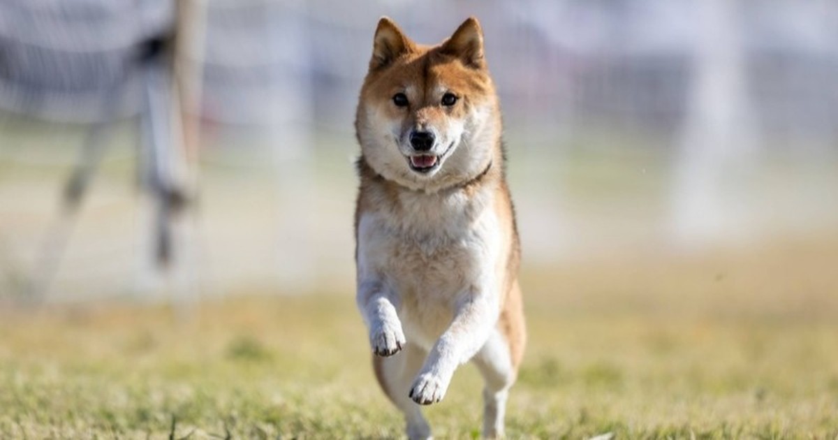 10 Hunderassen, die wenig bellen