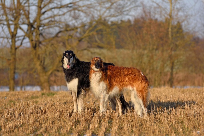 Trotz seines Bewegungsdrangs bellt der Barsoi selten.