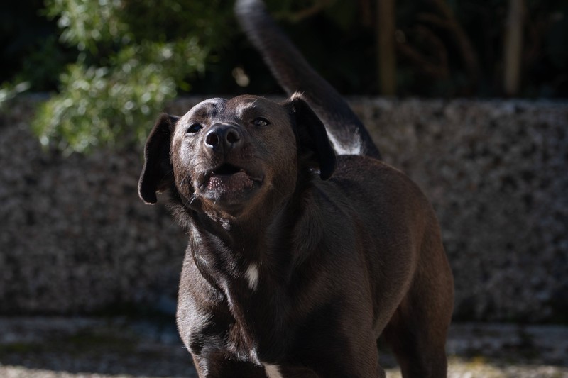 Welche Hunde bellen wenig?