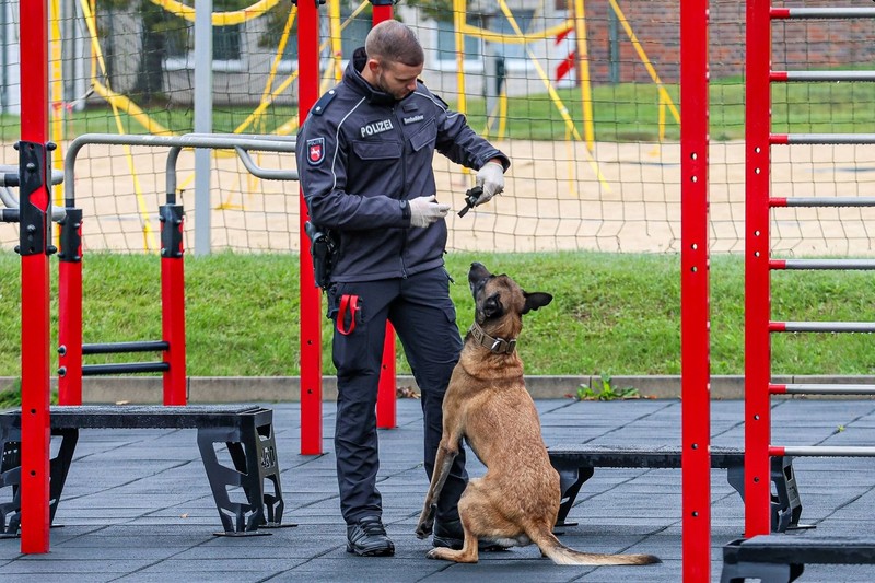 Belgische Schäferhunde eignen sich nur für erfahrene Hundehalter*innen.