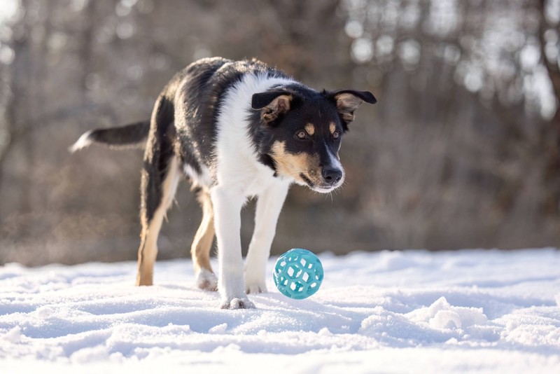 Bordercollies zählen zu den intelligentesten Hunderassen der Welt.