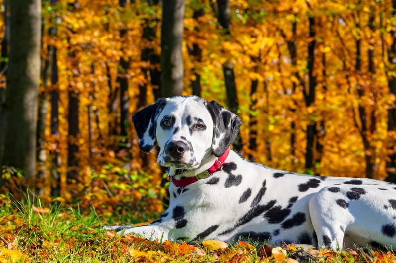 Dalmatiner lieben lange Spaziergänge.