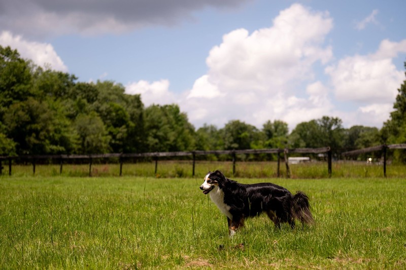 Der Australian Sheperd ist gerne in der Natur unterwegs.