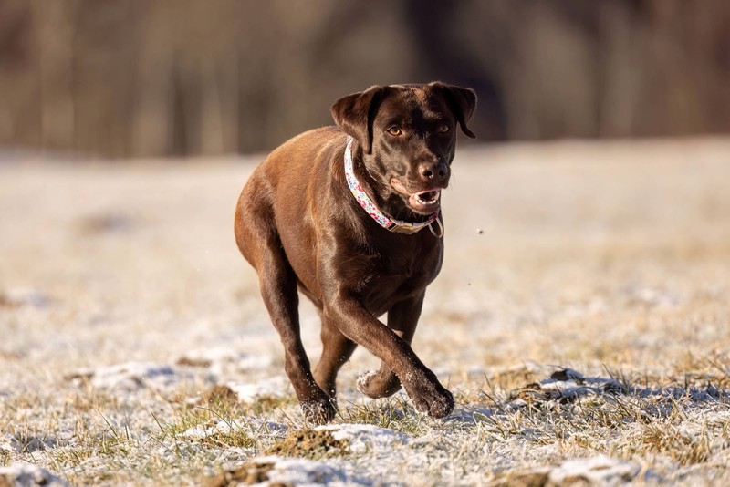 Der Labrador Retriever rennt gerne.