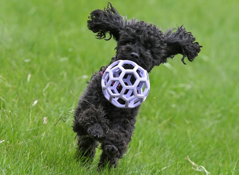 Der Pudel wurde als Jagd- und Apportierhund gezüchtet.
