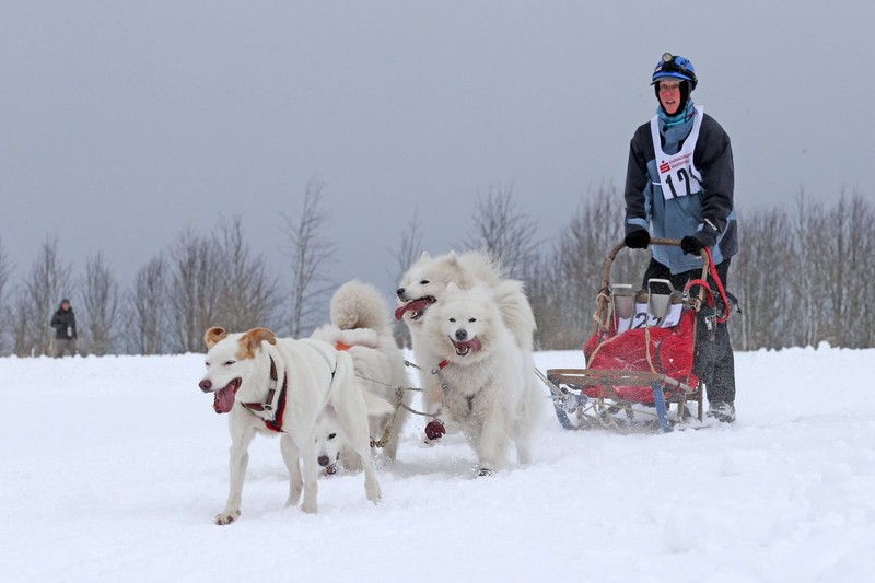Der Samojede ist bekannt als Schlittenhund.