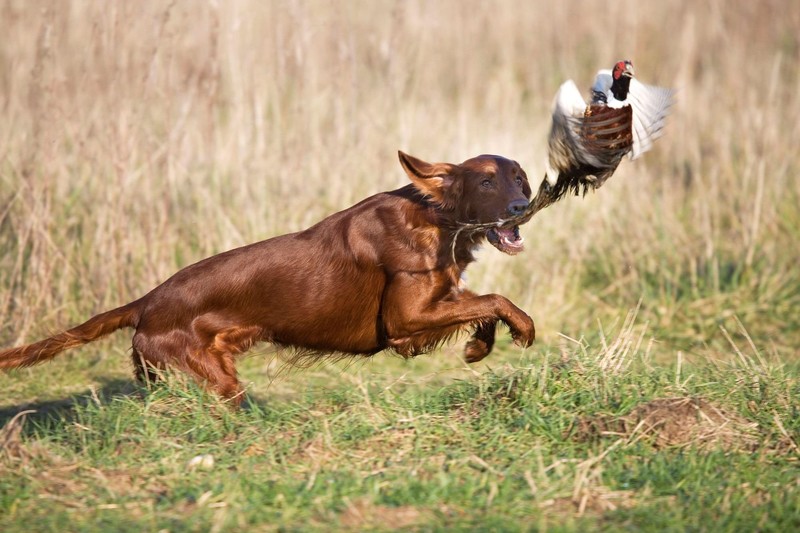 Irish Red Setter wurden für die Jagd gezüchtet.