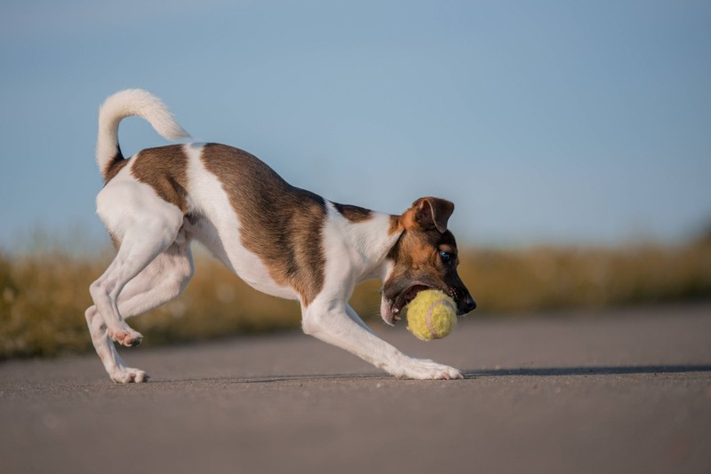 Jack Russell Terrier lieben Spiel- und Trainingseinheiten.
