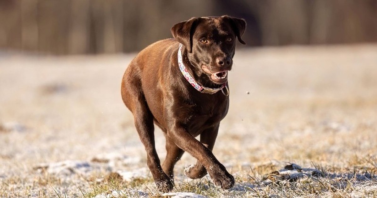 10 Hunderassen, die viel Auslauf brauchen