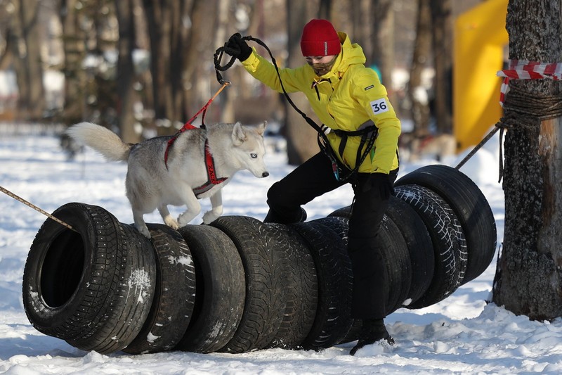 Siberian Huskys lieben Abwechslung.