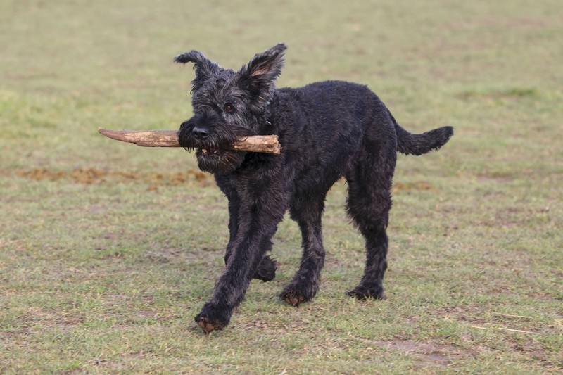 Allergische Reaktionen sind bei dem Schnauzer nur selten.
