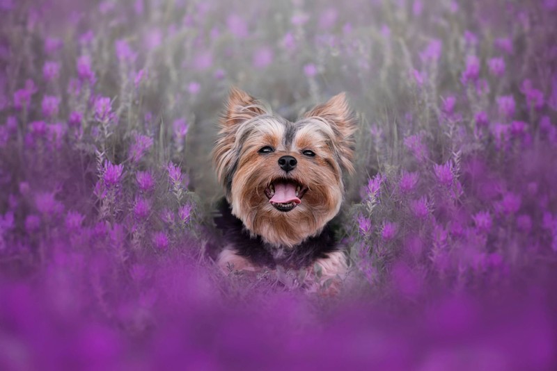 Auch der Yorkshire Terrier verliert kaum Fell.