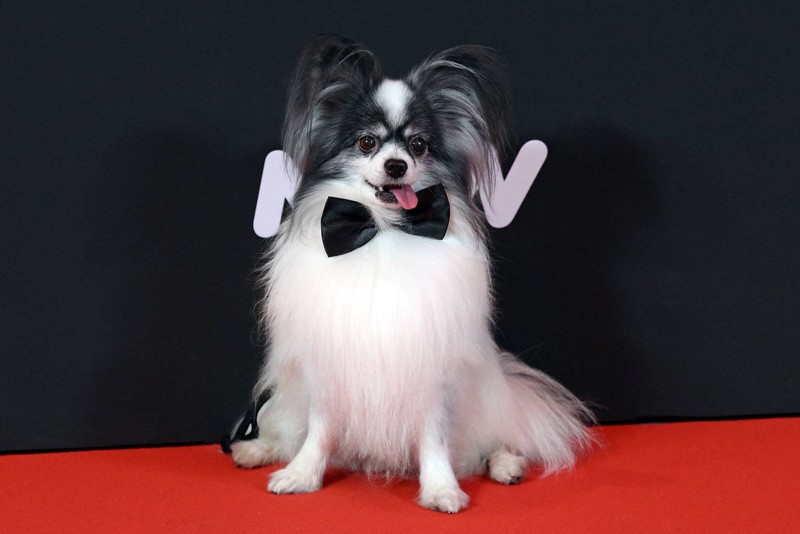 Das lange Fell des Papillon ist ein Blickfang.