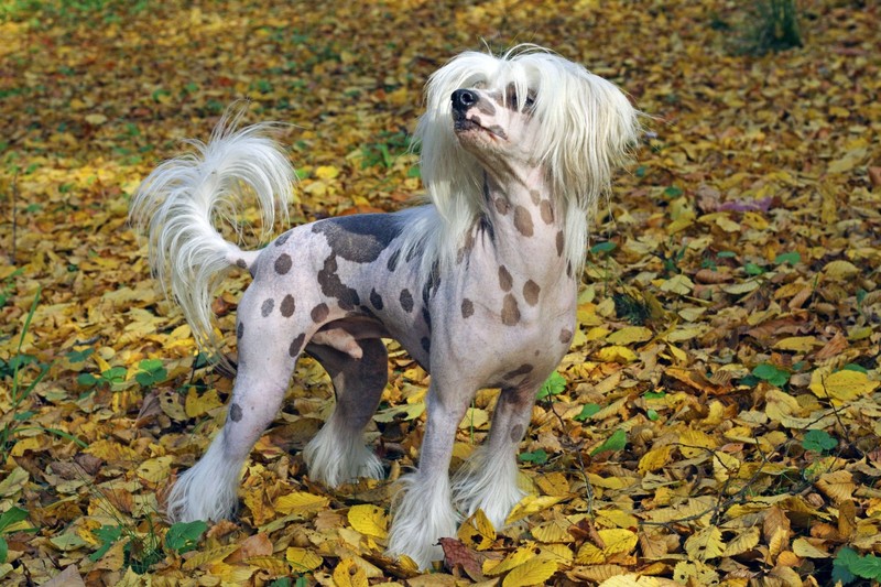 Der Chinesische Schopfhund sieht ungewöhnlich aus und haart selten.