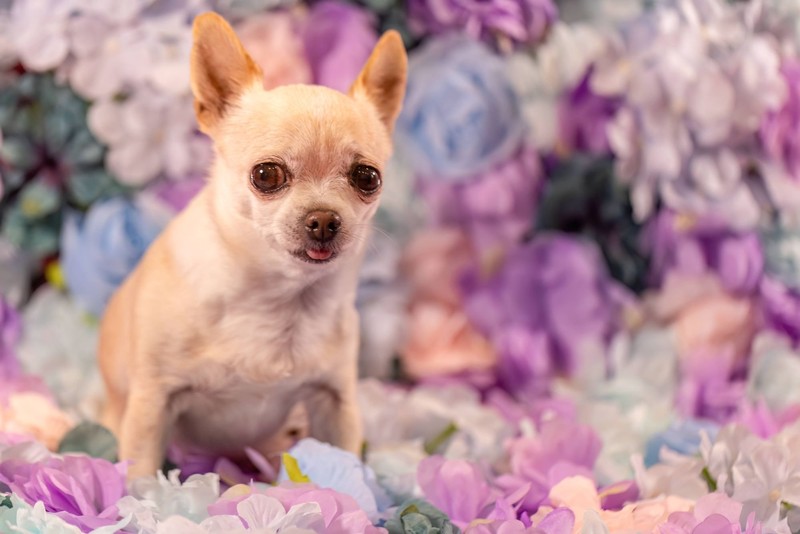 Je nach Felllänge braucht der Chihuahua unterschiedlich viel Pflege.