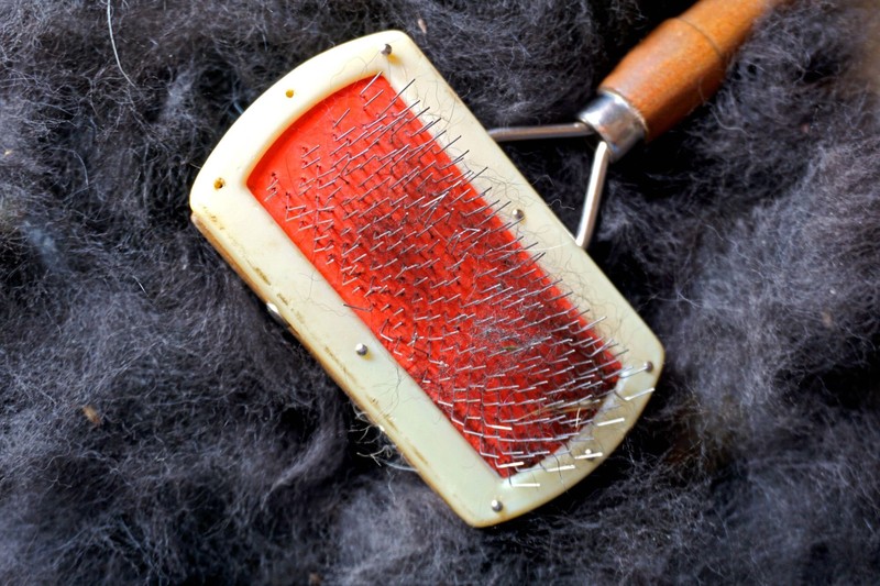 Wenn Hunde nicht von selbst haaren, ist regelmäßige Fellpflege besonders wichtig.