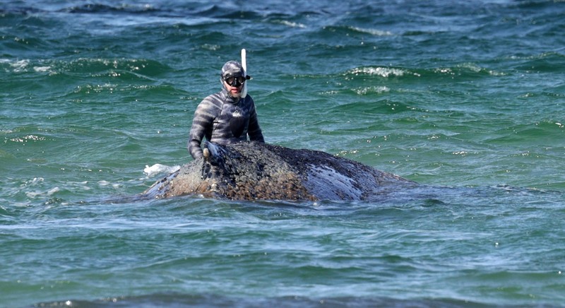 Die Rettung des Buckelwals Timmy sorgt für viel Aufmerksamkeit.