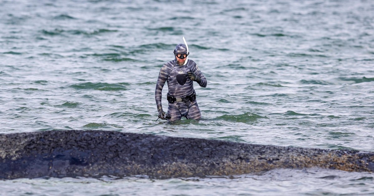 Tiere, die im Netz viral gingen