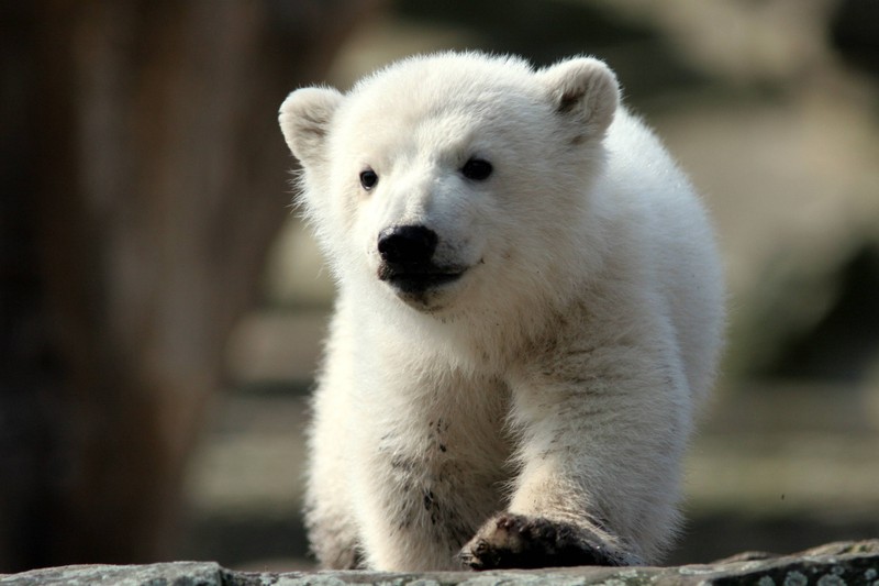 Knut wurde über Nacht ein Mega-Star, ganz ohne Soziale Netzwerke.