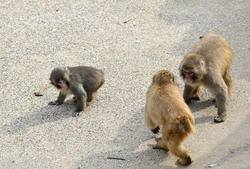 Punch macht nach einigen Tage soziale Fortschritte im Zoo.