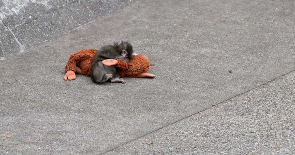 Tiere, die im Netz viral gingen