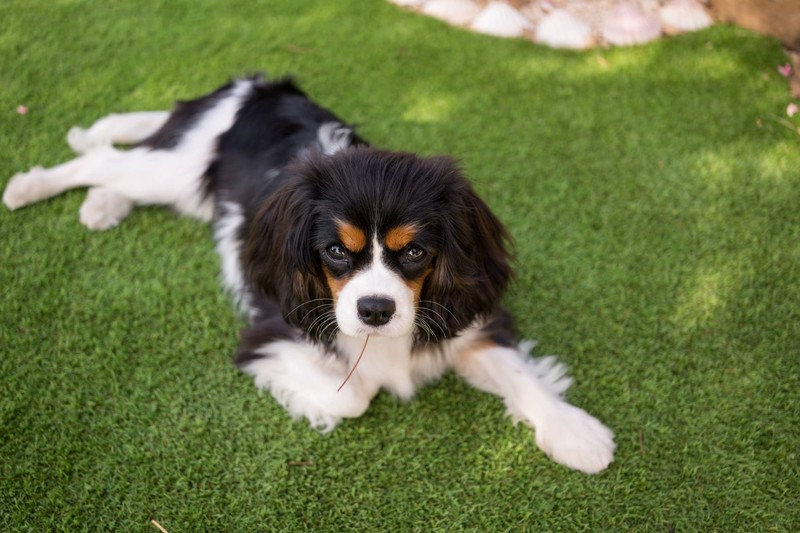 Cavalier King Charles Spaniel sind sehr lernfähig.