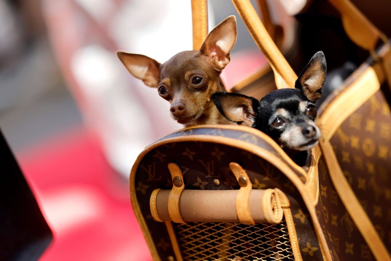 Chihuahuas lassen sich besonders leicht transportieren.