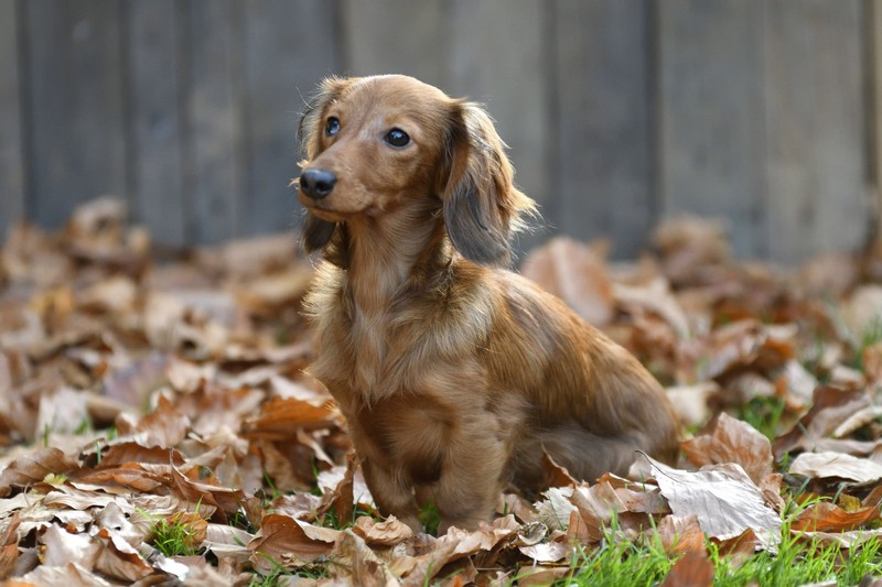 Dackel zählen zu den loyalen Hunderassen.