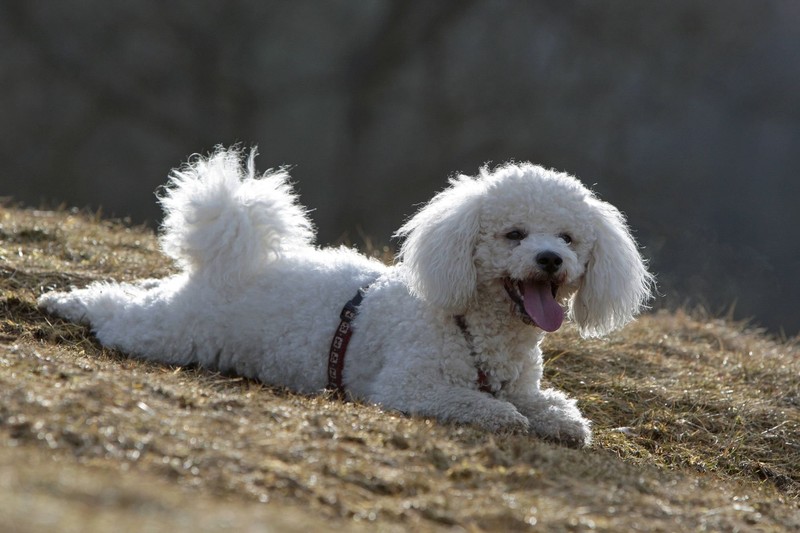 Der Bichon Frisé ist sehr menschenbezogen.
