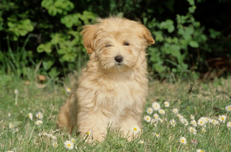 Havaneser haben ein angenehmes Gemüt.