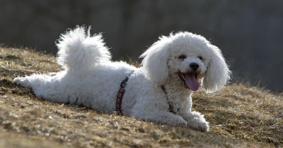 Stadthunde: Die 10 besten Rassen für das Leben in einer kleinen Wohnung
