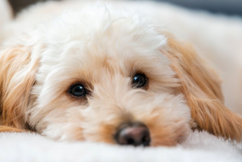 Malteser benötigen nur wenig Platz.