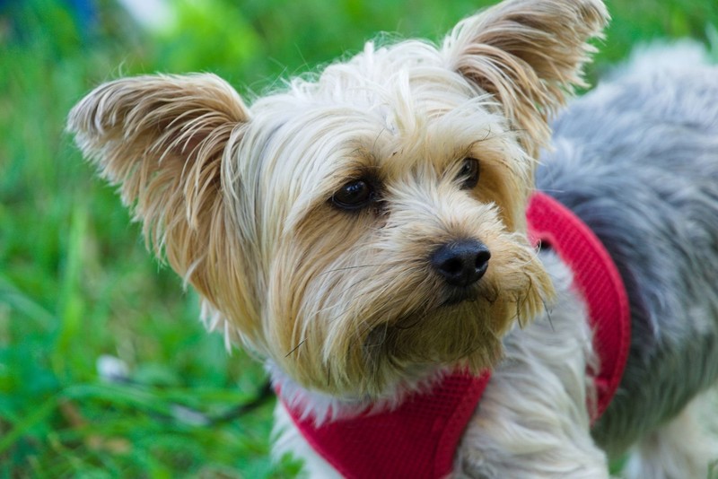 Yorkshire Terrier benötigen eine konsequente Erziehung.