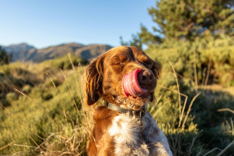 Auch Hunde können Allergien haben.