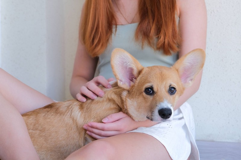 Es ist wichtig, dass du deinen Hund beruhigen kannst.