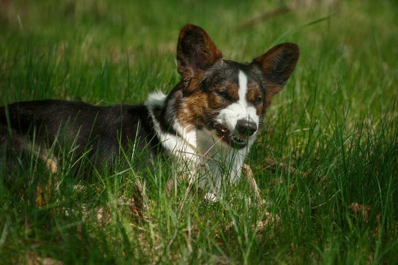 Meistens ist das Rückwärtsniesen ganz harmlos.