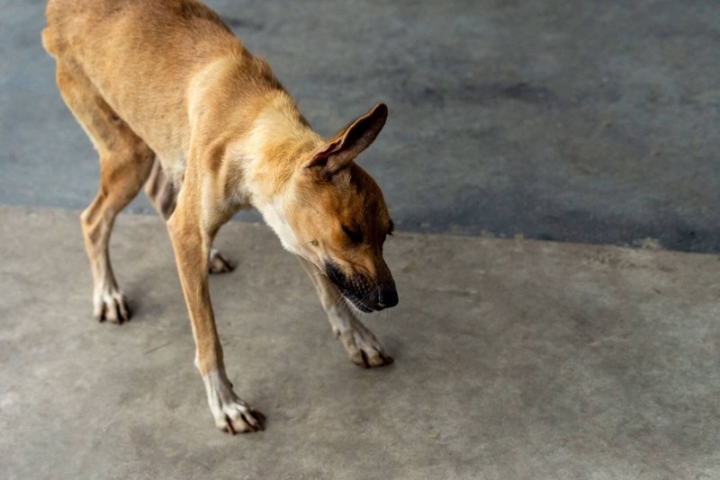 Niesen und Rückwärtsniesen sind zwei unterschiedliche Dinge.